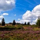 Niedersfelder Hochheide 026