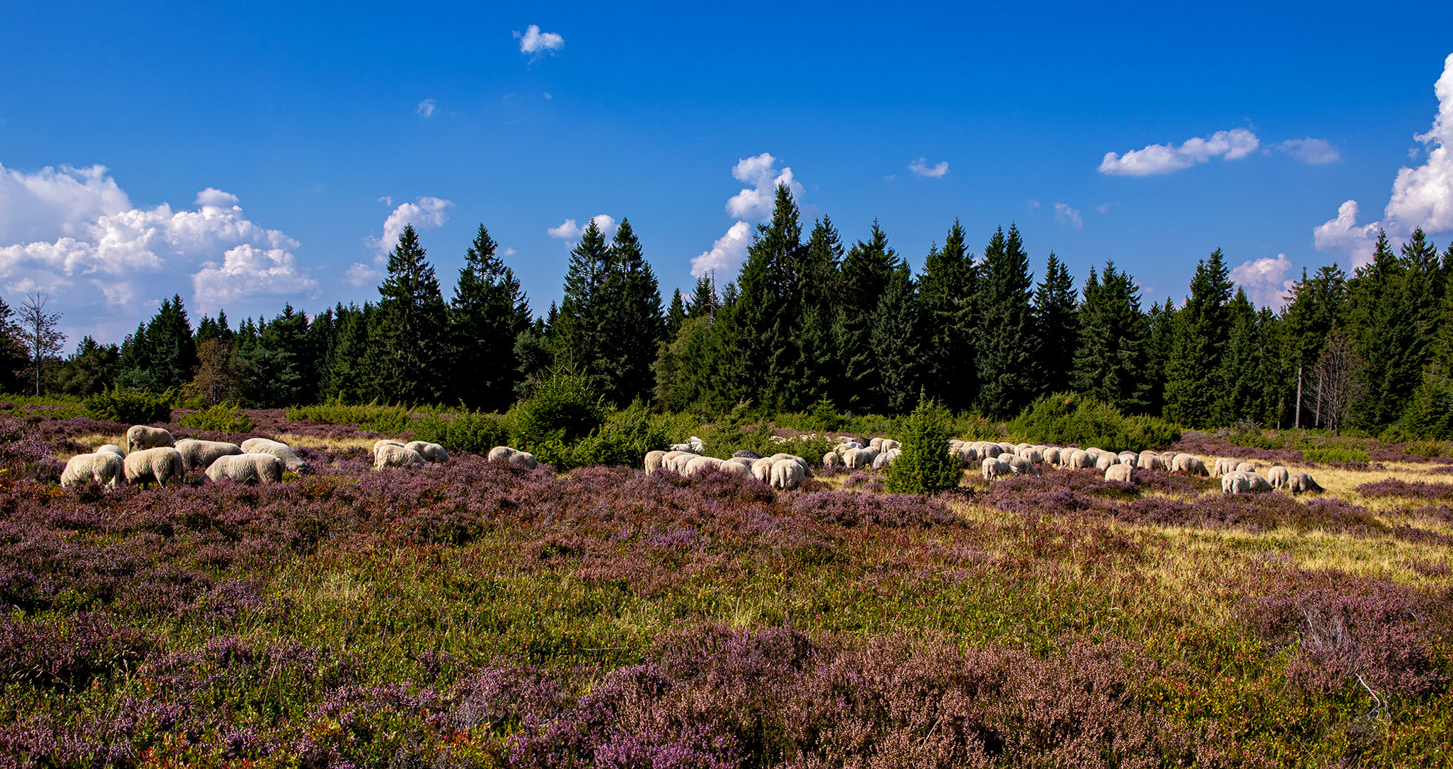 Niedersfelder Hochheide 029