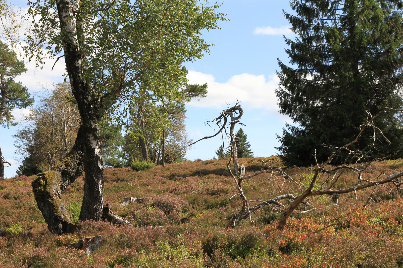 Niedersfelder Hochheide