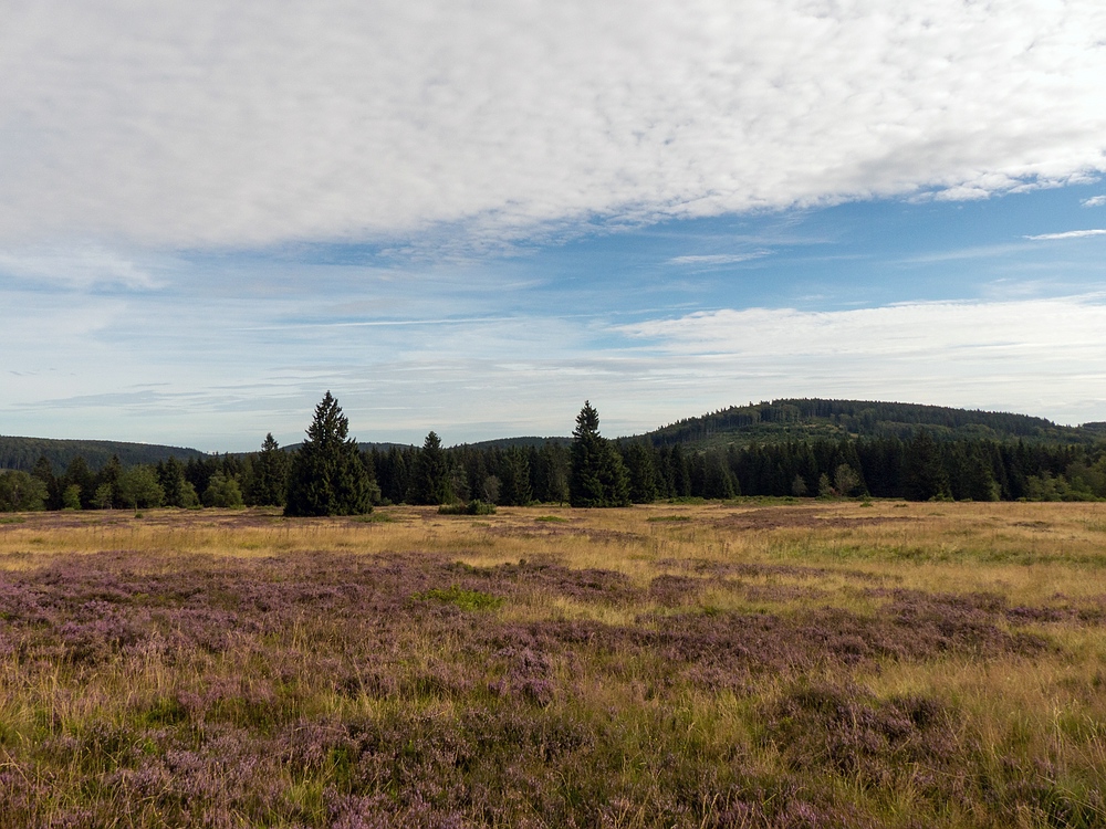 Niedersfelder Hochheide