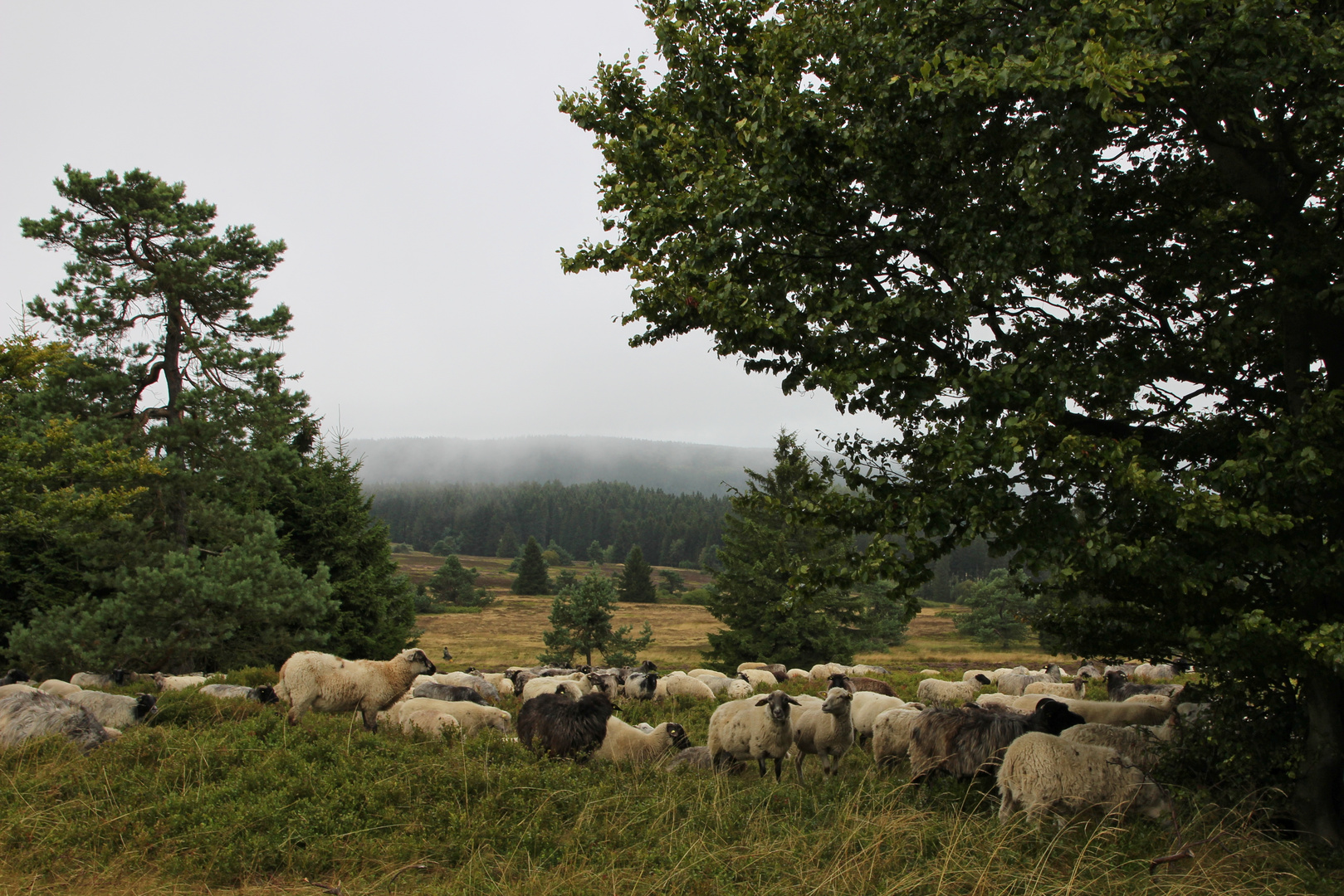 Niedersfelder Hochheide (2016_08_21_EOS 100D_0524_ji)