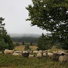 Niedersfelder Hochheide (2016_08_21_EOS 100D_0524_ji)