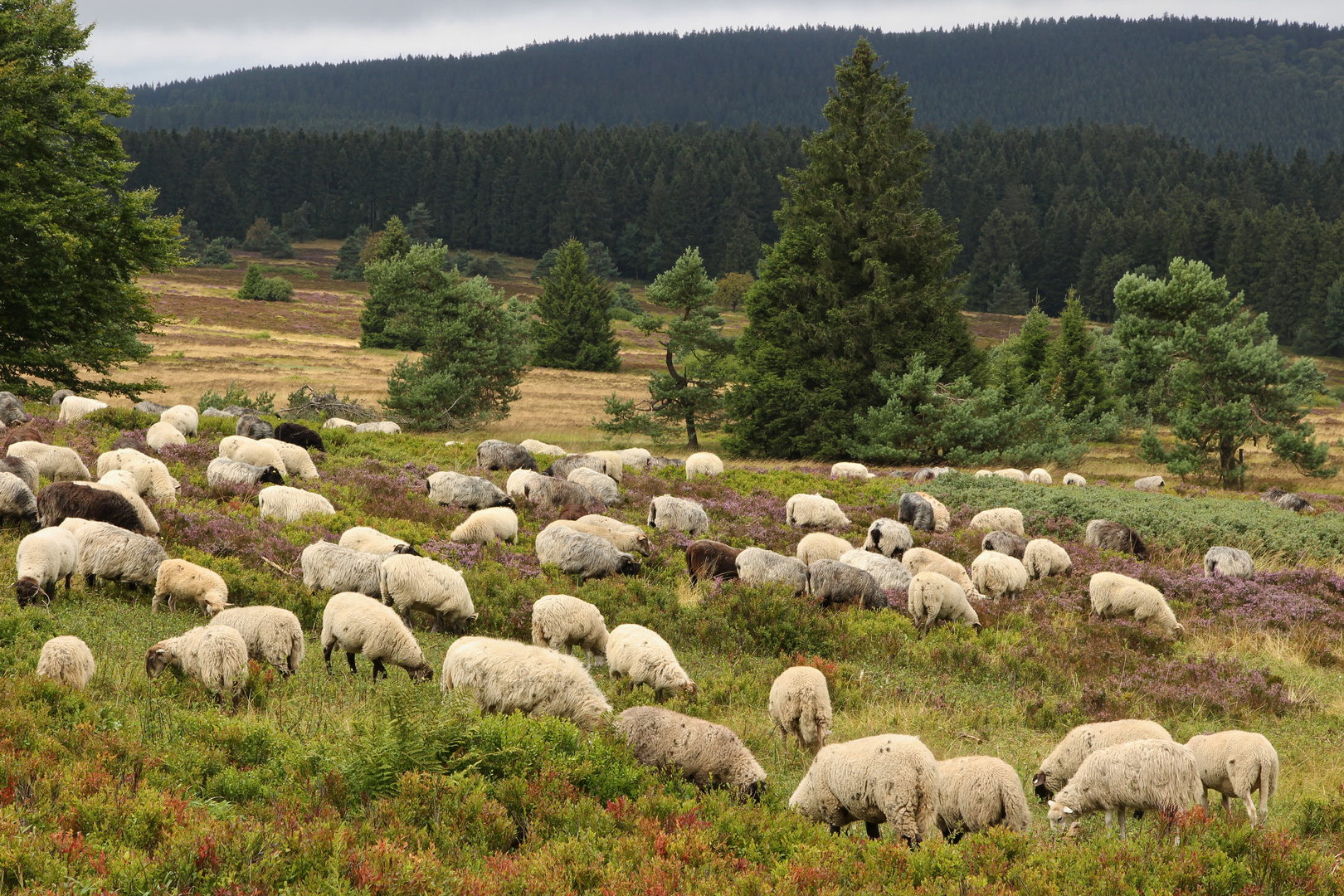 Niedersfelder Hochheide (2016_08_21_EOS 100D_0532_ji)