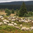 Niedersfelder Hochheide (2016_08_21_EOS 100D_0532_ji)