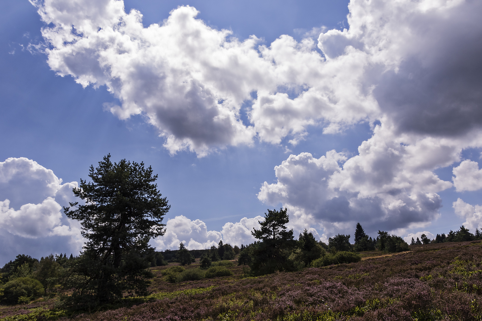 Niedersfelder Hochheide 