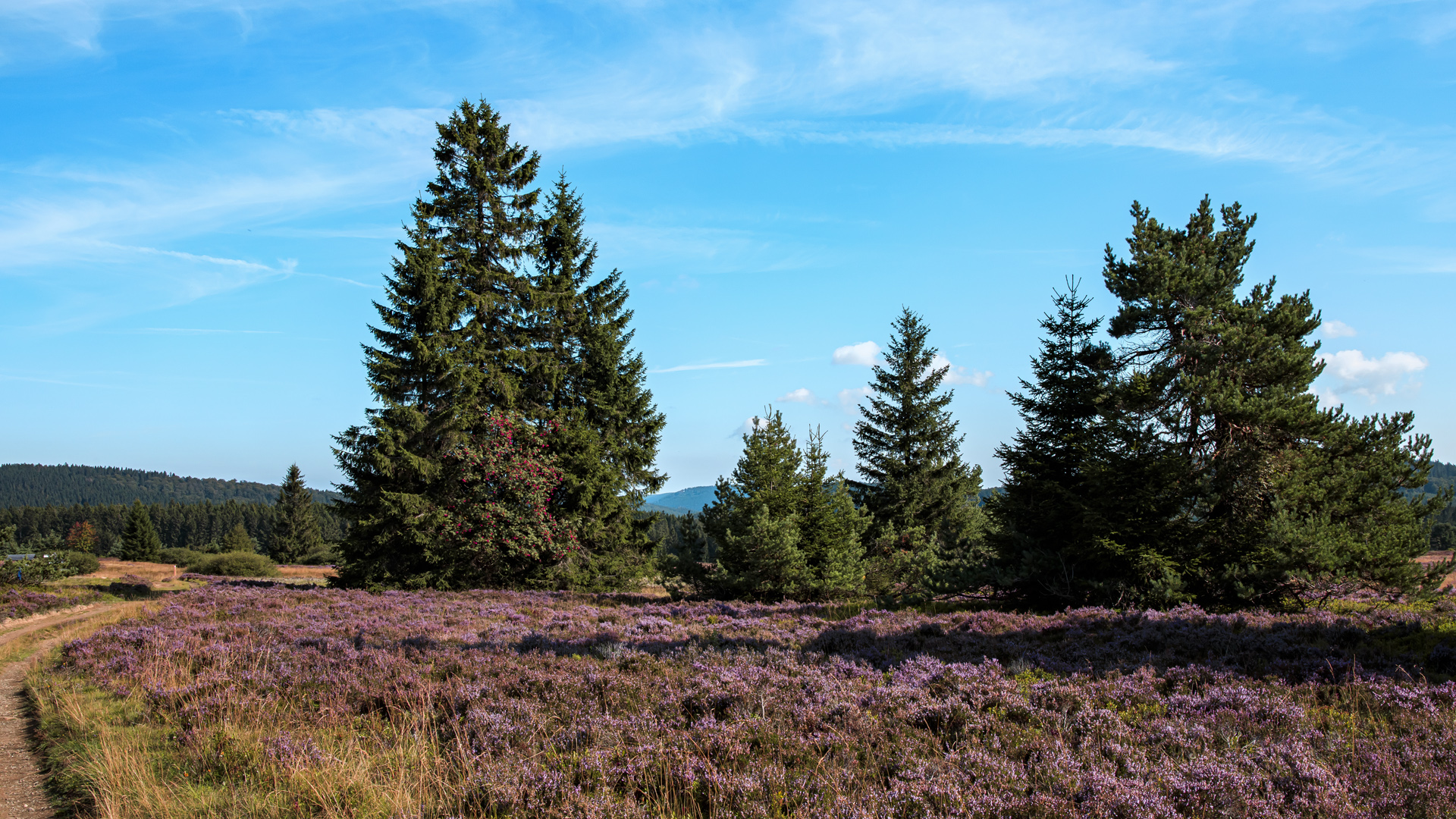 Niedersfelder Hochheide