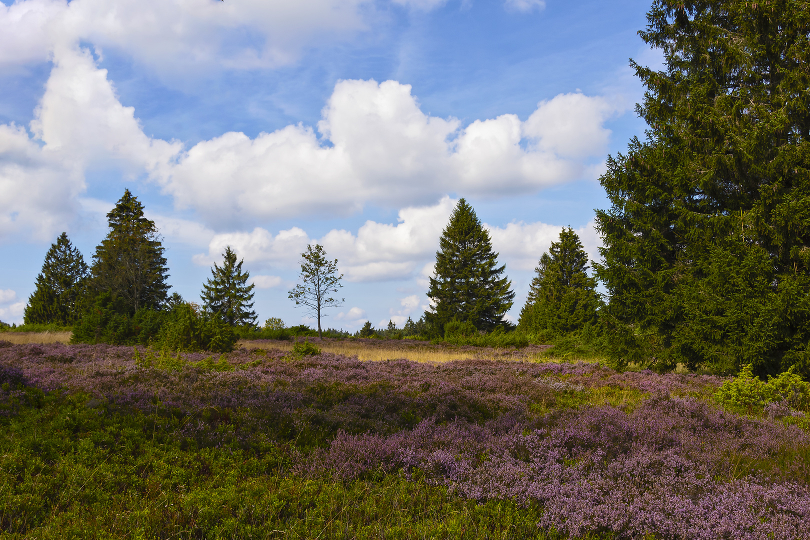 Niedersfelder Hochheide 