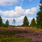 Niedersfelder Hochheide 