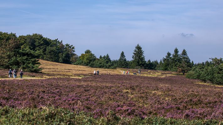 Niedersfelder Hochheide