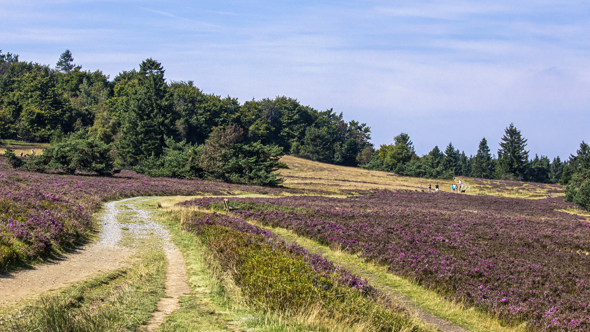 Niedersfelder Hochheide