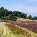 Niedersfelder Hochheide