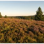 Niedersfelder Hochheide