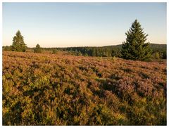 Niedersfelder Hochheide