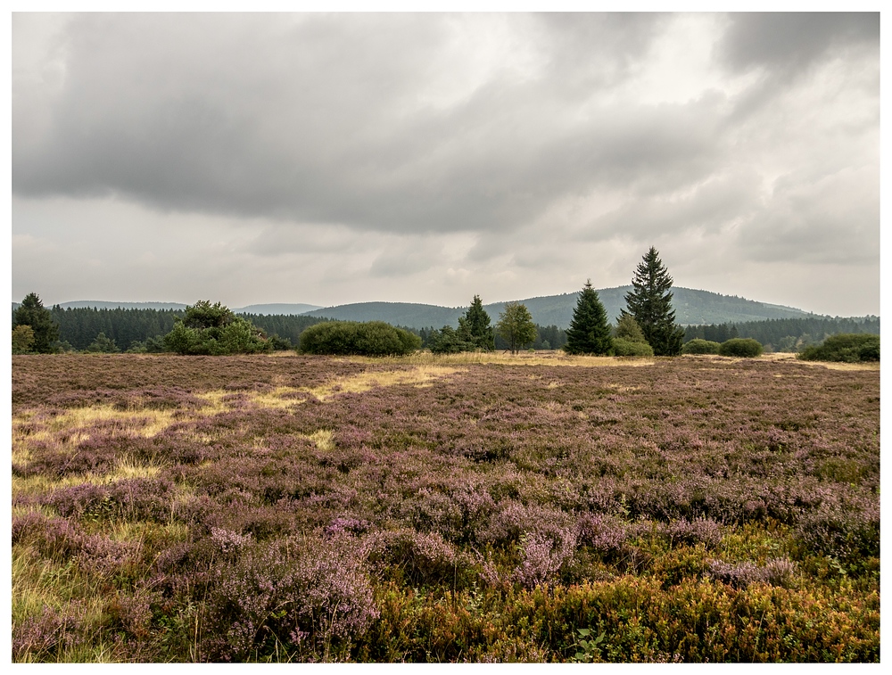 Niedersfelder Hochheide