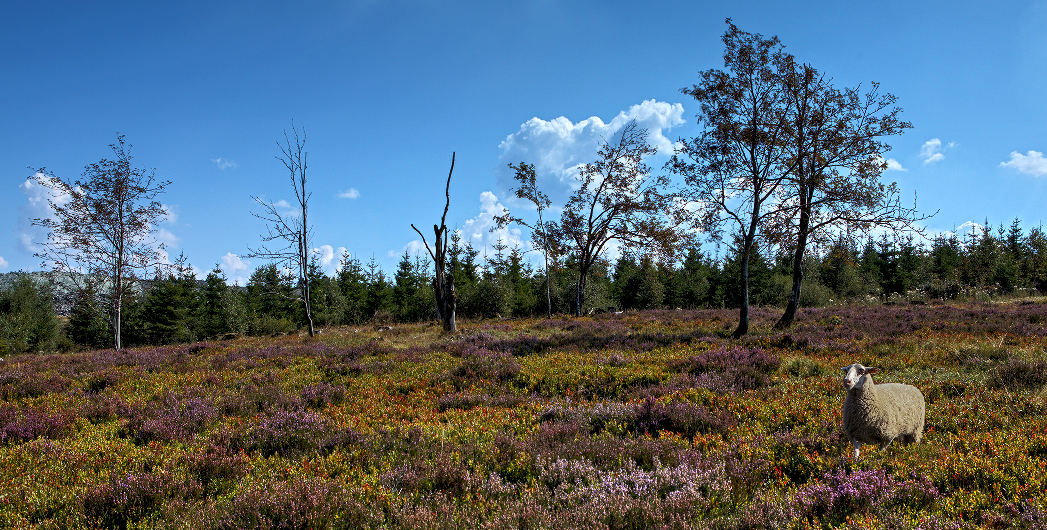 Niedersfelder Hochheide  mit Jettaschaf