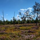 Niedersfelder Hochheide  mit Jettaschaf