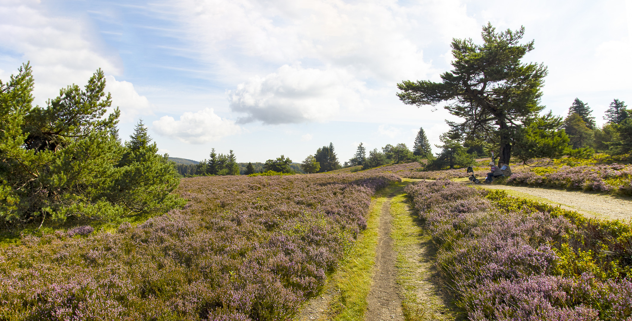 Niedersfelder Hochheide_MG_1151