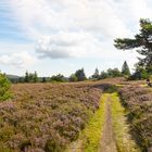 Niedersfelder Hochheide_MG_1151