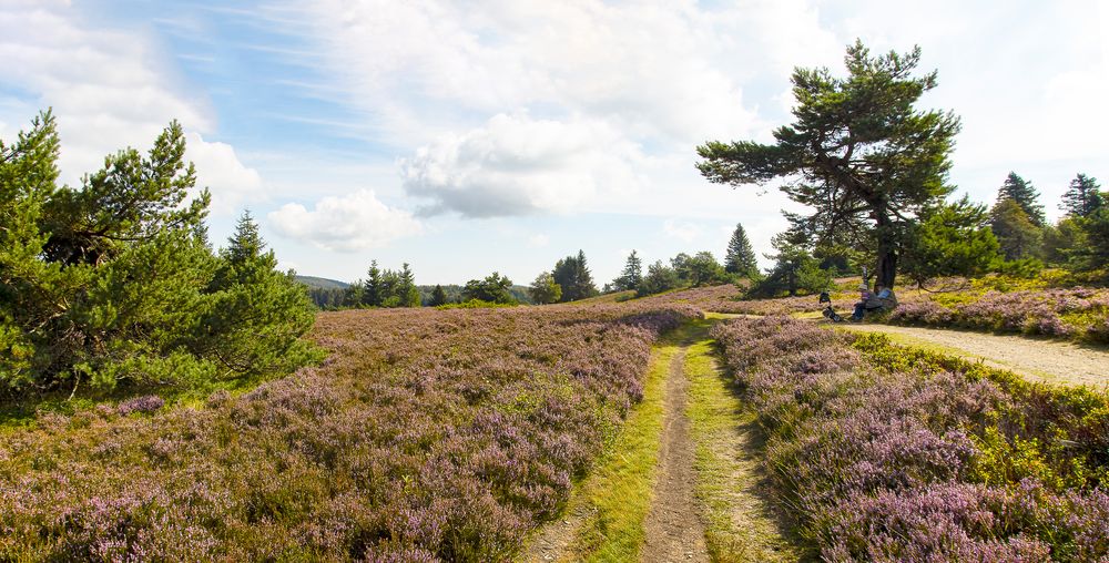 Niedersfelder Hochheide_MG_1151