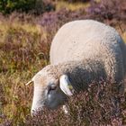 Niedersfelder Hochheide_MG_7325