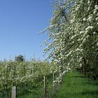 Niederstamm und Hochstamm im Frühling