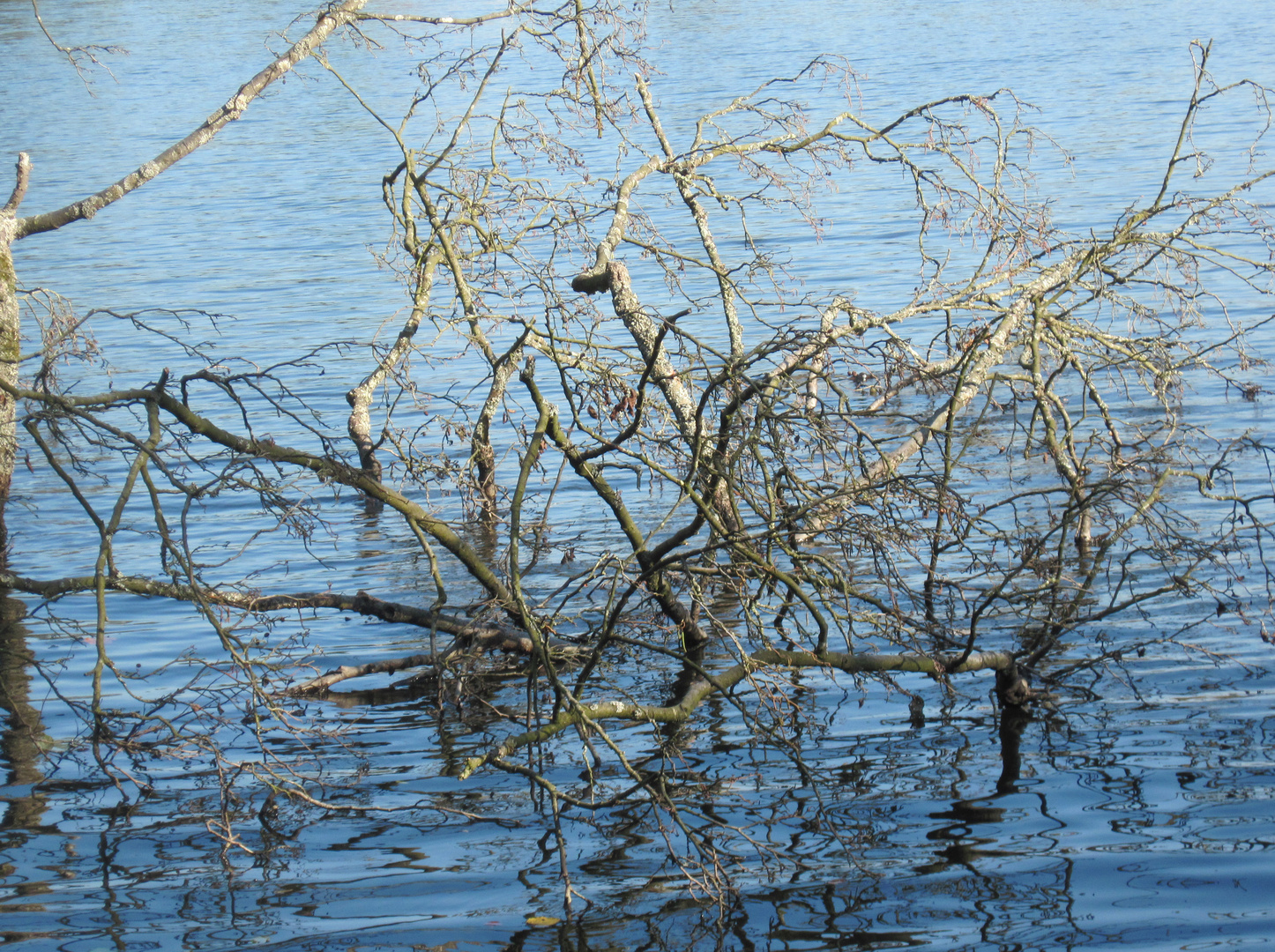 Niederwürzbacher Weiher