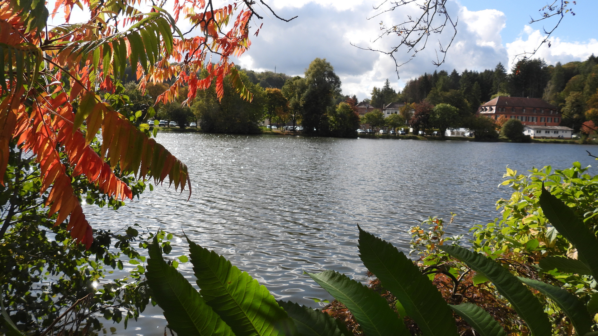 Niederwürzbacher Weiher