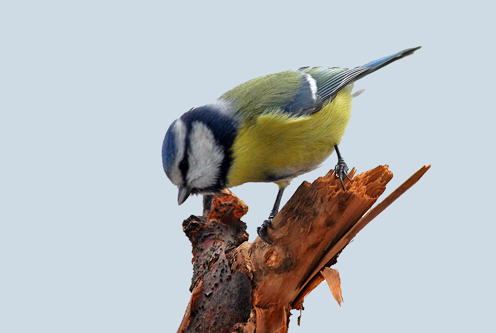 Niedlich, flink und vorsichtig , so sind sie die kleinen Blaumeisen und die...