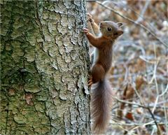 Niedlich war das junge Eichhörnchen....