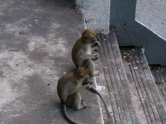 niedliche Äffchen in Malaysia