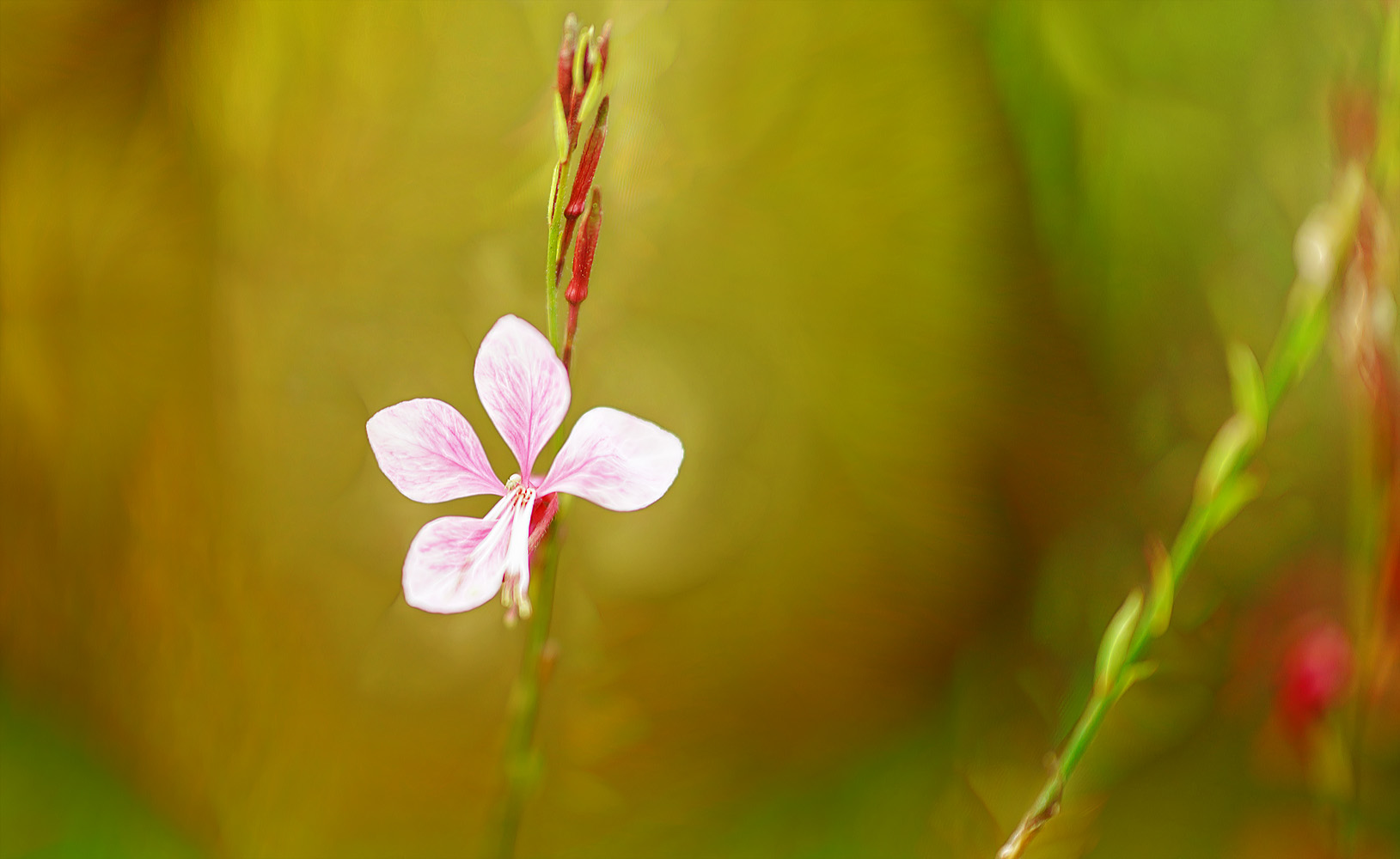 niedliche einsame glücks blüte ...