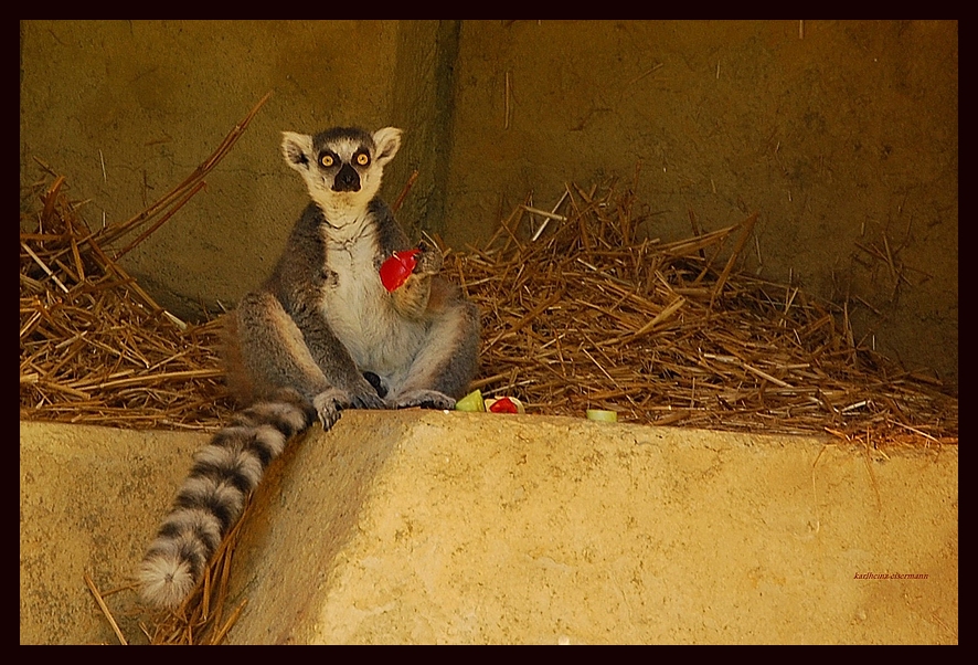 niedliche tiere tragen rot