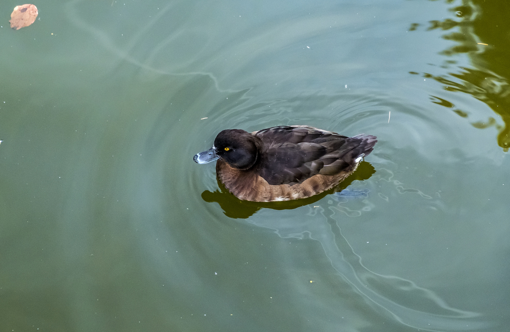 Niedlicher Besuch am Teich