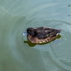 Niedlicher Besuch am Teich