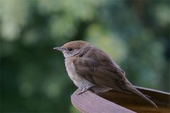 Niedlicher Besuch an der Wassertränke