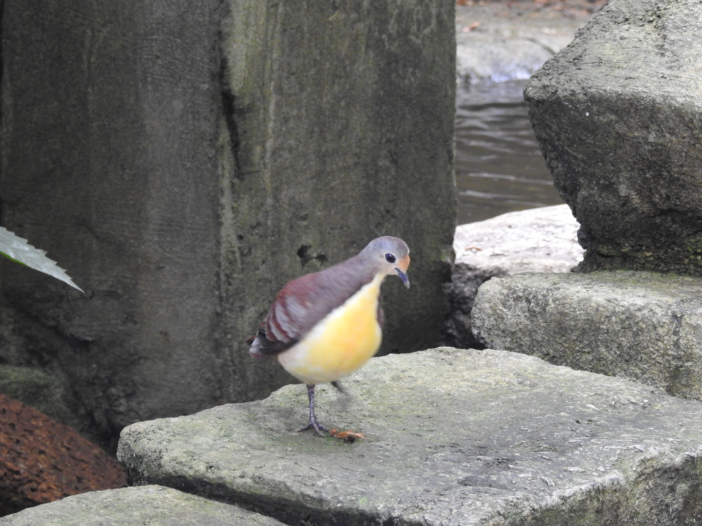 Niedlicher Vogel