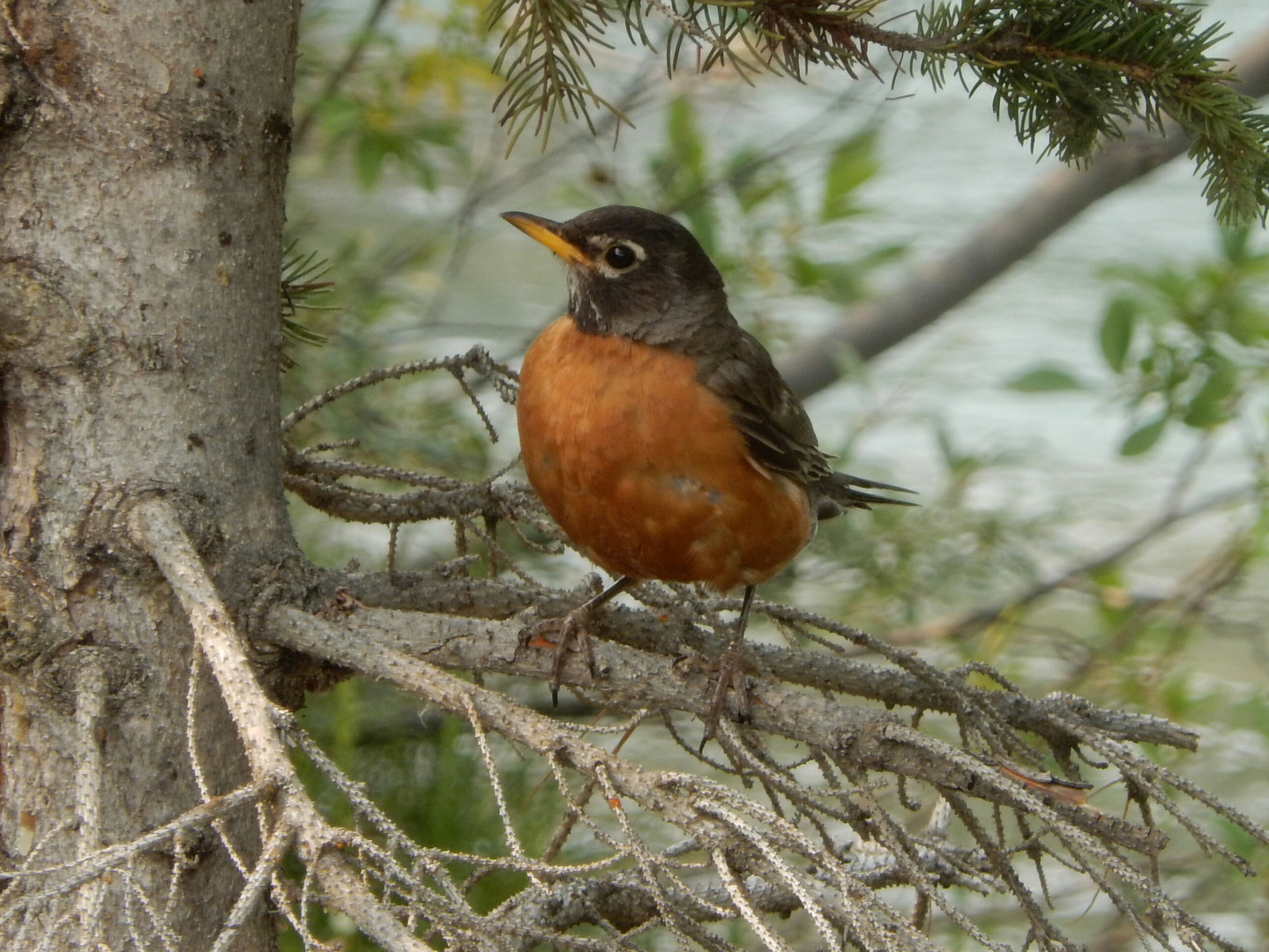 Niedlicher Vogel