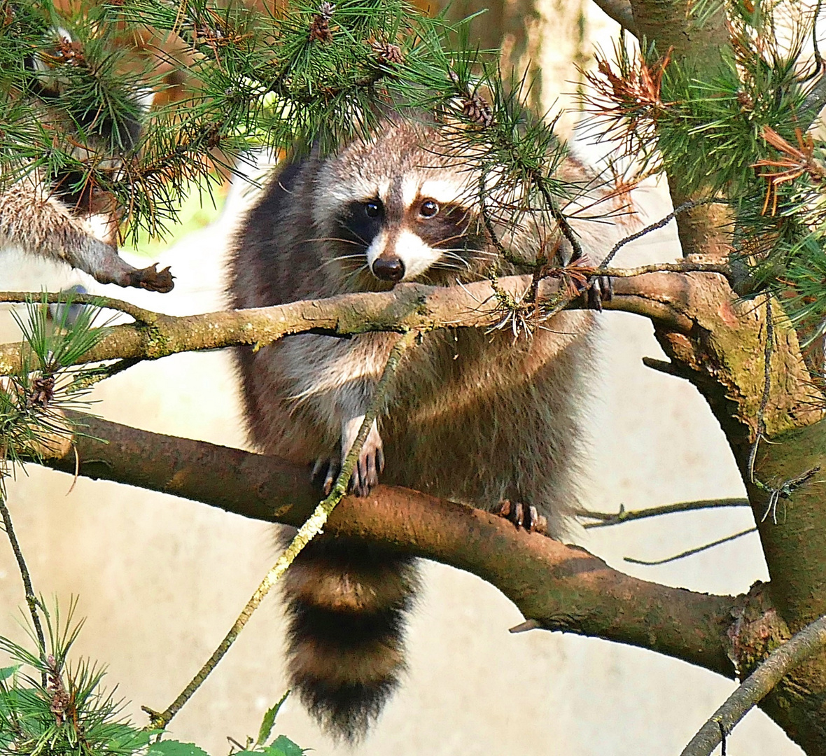 Niedlicher Waschbär...