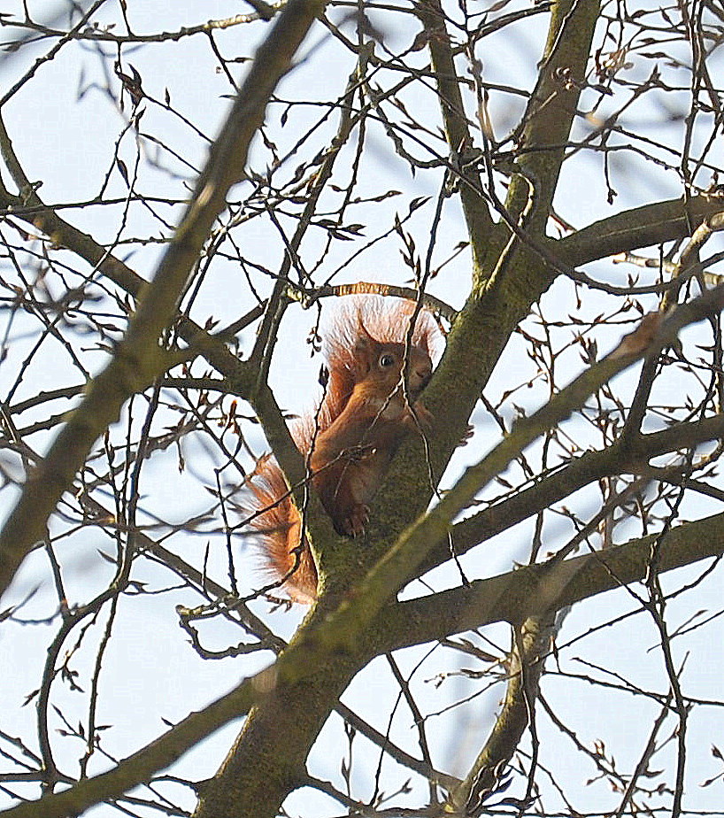 niedliches Eichhörnchen....