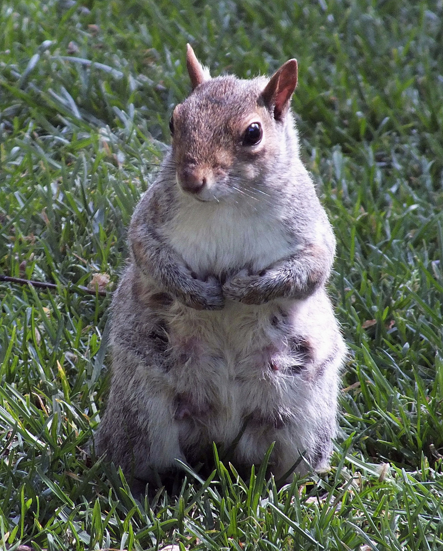 Niedliches Grauhörnchen