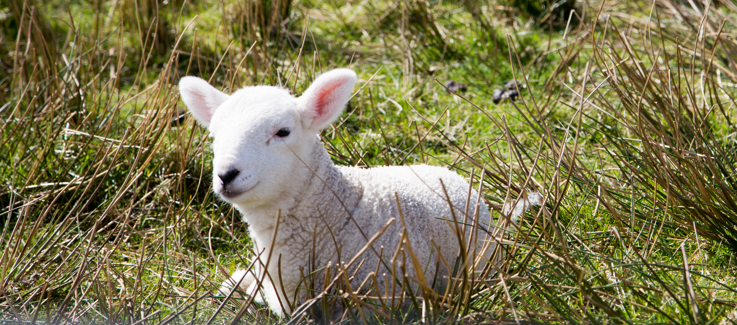 niedliches Schaf in Schottland