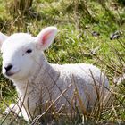 niedliches Schaf in Schottland