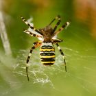 Niedliches Tierchen - die Wespenspinne