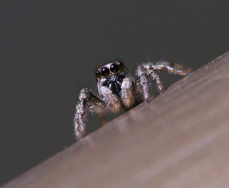 Niedlichste Spinne der Welt Foto & Bild spinnen Bilder auf