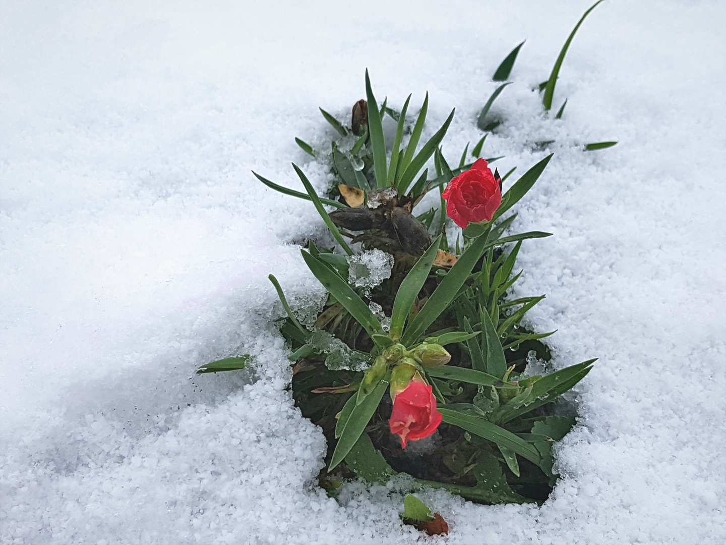 Niedrig wachsende Gartennelken im Schnee