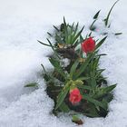 Niedrig wachsende Gartennelken im Schnee