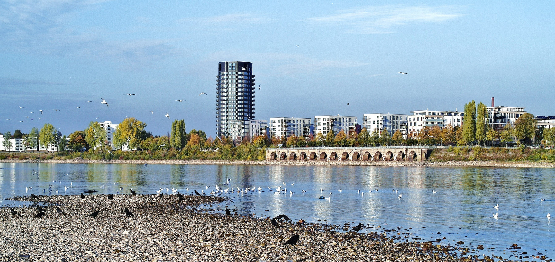 Niedrigwasser (82cm)  am Rhein bei Mülheim mit dem neuen Wohnturm  " OPAL" 