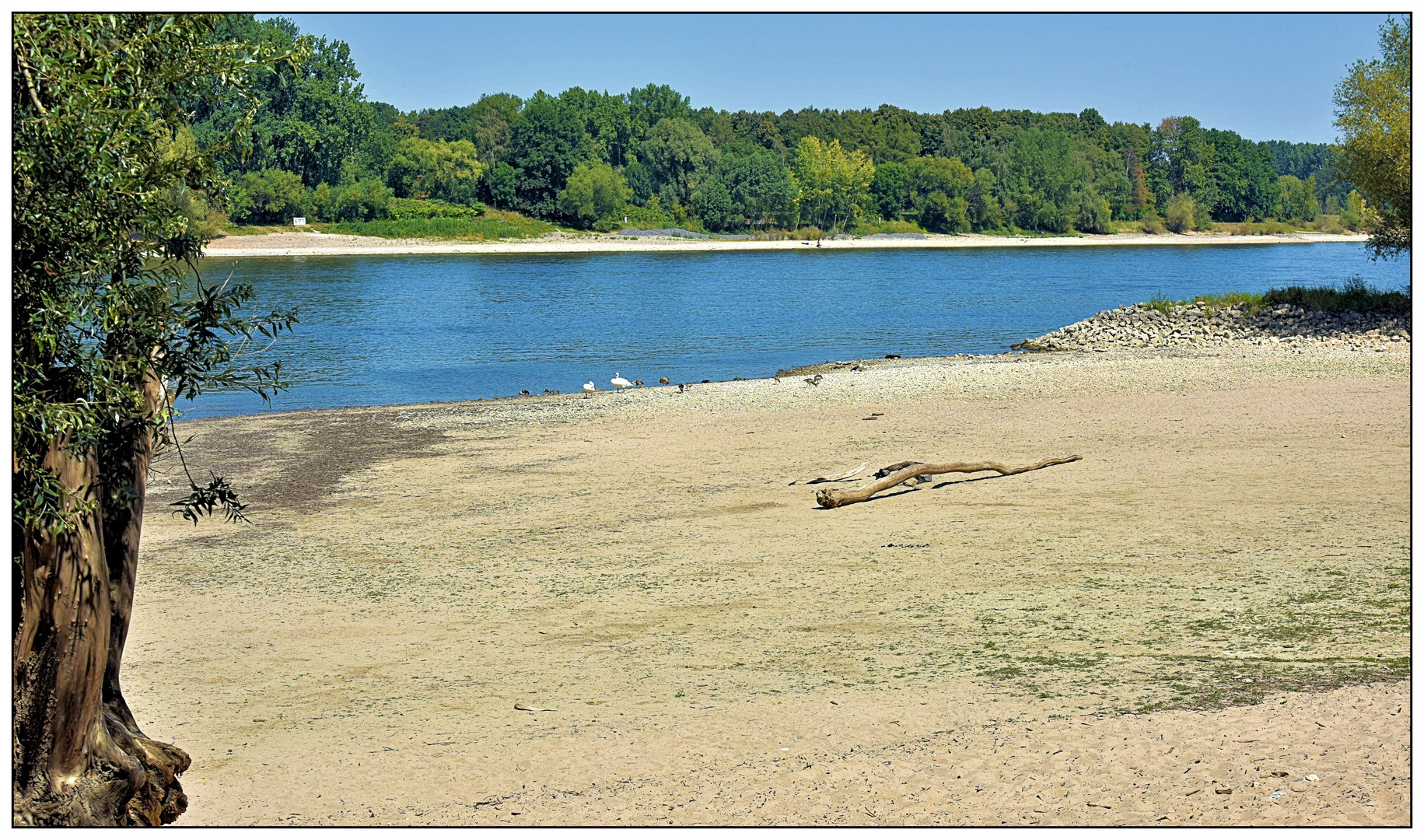 Niedrigwasser am Rhein