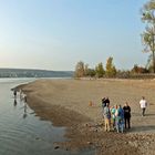 Niedrigwasser Rhein bei Nierstein / Kornsand -3-