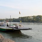 Niedrigwasser Rhein Nierstein / Kornsand -1-
